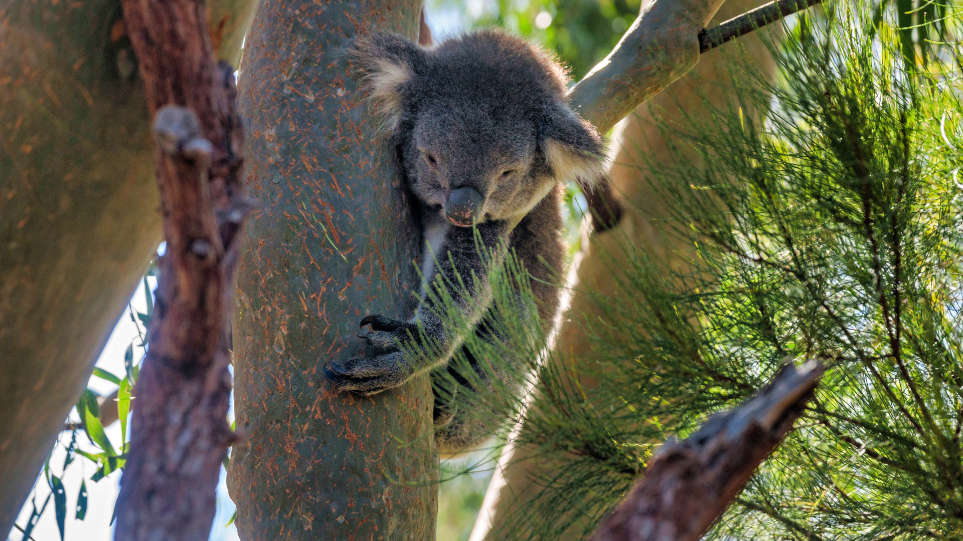 Yanchep National Park - Koala